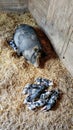 Mother Pig with Baby Piglets Royalty Free Stock Photo