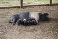 Mother pig feeding her piglets. Royalty Free Stock Photo