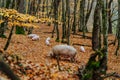 A mother pig and five small piglets in the autumn forest walk Royalty Free Stock Photo