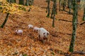 A mother pig and five small piglets in the autumn forest walk Royalty Free Stock Photo