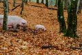 A mother pig and five small piglets in the autumn forest walk Royalty Free Stock Photo