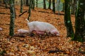 A mother pig and five small piglets in the autumn forest walk Royalty Free Stock Photo