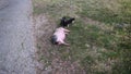 Mother pig lies on the grass and near her two little piglets. Dwarf Vietnamese pot-bellied black-and-white mini pigs.