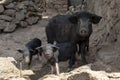 Mother pig with piglets, in the streets of Tarrafal, the island of Santiago, Cape Verde, Cabo Verde Royalty Free Stock Photo