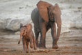 Mother and a playful and cute baby elephant walking together in red sunset light in Chobe River Botswana Royalty Free Stock Photo