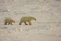 Mother Polar bear and cub in the arctic Royalty Free Stock Photo
