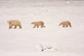 Mother Polar Bear and Cubs Walking in a Line