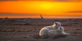 A mother polar bear lying down with its cub on a sandy ground under sunset