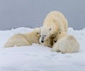 Mother polar bear in Norway nurses young on ice flow