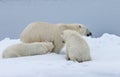 Mother polar bear with one cub nursing in the wild Royalty Free Stock Photo