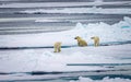 Mother polar bear rinses off in fresh water pond on ice floe