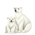 White bear with baby cub. Vector isolated characters on white background.
