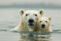 A mother polar bear swims beside her cub in icy waters, teaching survival skills amidst floating ice floes in the vast Royalty Free Stock Photo