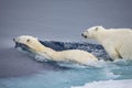 Mother polar bear swims with young cub