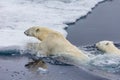 Mother polar bear teaches cub to swim Royalty Free Stock Photo