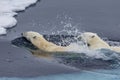 Mother polar bear teaching her cub to swim. Royalty Free Stock Photo