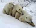 Mother polar bear and two cubs