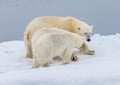 Mother polar bear with two cubs