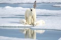 Mother Polar Bear and Two cubs on Sea Ice