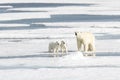 Mother Polar Bear and Two cubs on Sea Ice Royalty Free Stock Photo