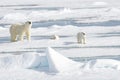 Mother Polar Bear and Two cubs on Sea Ice