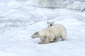 Mother polar bear with a two year old cub, Chukotka, Russian Far East Royalty Free Stock Photo