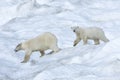 Mother polar bear with a two year old cub, Chukotka, Russian Far East Royalty Free Stock Photo
