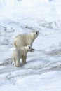 Mother polar bear with a two year old cub, Chukotka, Russian Far East Royalty Free Stock Photo