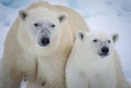 Mother polar bear with year old cub in Arctic