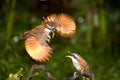 Mother Pomatorhinus ruficollis feeding her babies