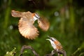 Mother Pomatorhinus ruficollis feeding her babies