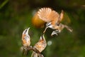 Mother Pomatorhinus ruficollis feeding her babies