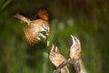 Mother Pomatorhinus ruficollis feeding her babies