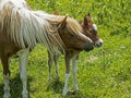 Mother Pony and baby in green grass. Royalty Free Stock Photo