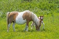 Mother Pony and baby in green grass. Royalty Free Stock Photo