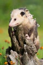 Mother possum during the springtime carrying her joeys on her back Royalty Free Stock Photo