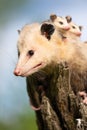 Mother possum in a vertical picture with her joeys on her back Royalty Free Stock Photo