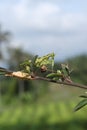 The mother of the praying mantis is eyeing its prey Royalty Free Stock Photo