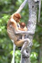 Mother Proboscis Monkey with baby, Kinabatangan, Sabah, Malaysia Royalty Free Stock Photo