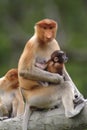 Mother Proboscis Monkey with baby, Kinabatangan, Sabah, Malaysia Royalty Free Stock Photo