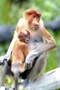 Mother Proboscis Monkey with baby, Kinabatangan, Sabah, Malaysia Royalty Free Stock Photo