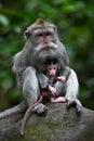 Mother protecting baby monkey