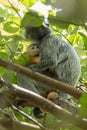 Mother protecting baby Silvery lutung (Trachypithecus cristatus) in Bako National Park, Borneo Royalty Free Stock Photo