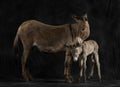 Mother provence donkey and her foal against black background Royalty Free Stock Photo