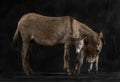 Mother provence donkey and her foal against black background