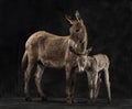 Mother provence donkey and her foal against black background Royalty Free Stock Photo