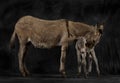 Mother provence donkey and her foal against black background