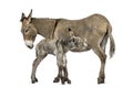 Mother provence donkey and her foal feeding