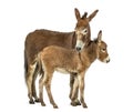 Mother provence donkey and her foal