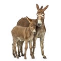 Mother provence donkey and her foal